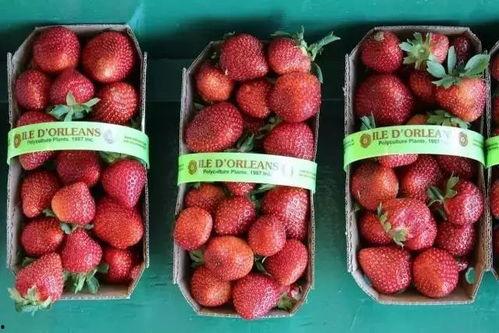 枫丹最新鲜消息爆料,揭秘神秘事件背后的真相