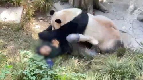 熊猫饲养员最新爆料信息,饲养员最新爆料揭示国宝日常